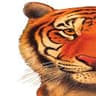 TigerView dental software logo